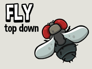 2d top down animated fly 
