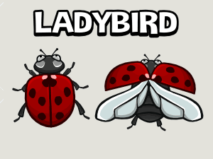 Animated ladybird 2d game sprite