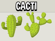 Cacti