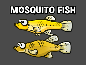 Mosquito fish