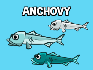 anchovy